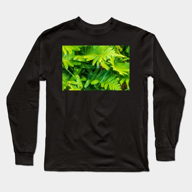 Ferns in the rain Long Sleeve T-Shirt by geoffshoults